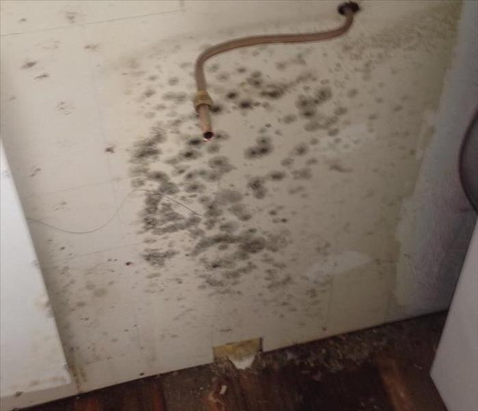 Mold on wall behind kitchen sink