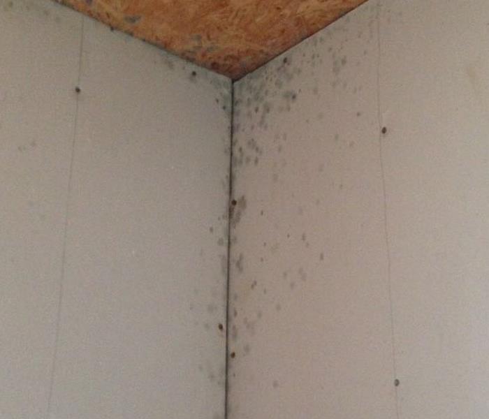 Mold in corner on walls